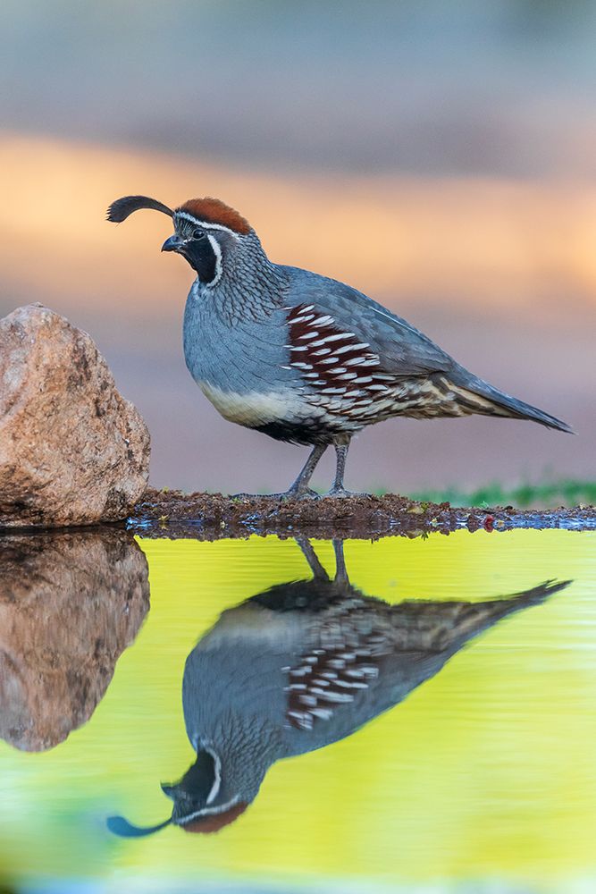 Gambels Quail male at water-Pima County-Arizona